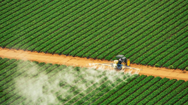 Best Local Pest Control Services  in Fowlkes, TN
