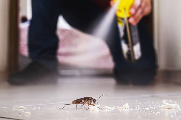 Best Flea Control Services  in Fowlkes, TN